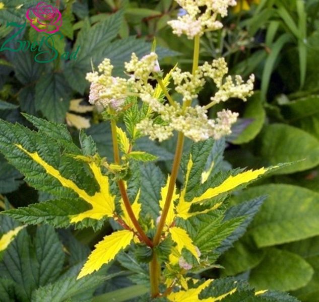 Лабазник ряболистий. (Filipendula ulmaria 'Variegata')