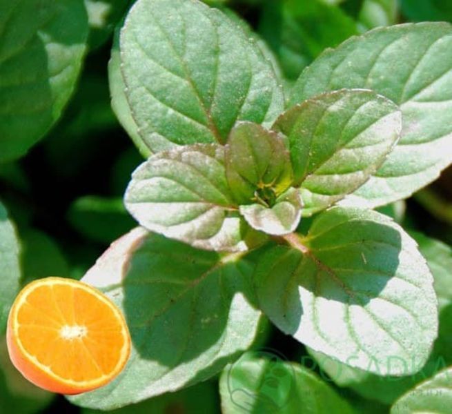 Мята апельсиновая. (Mentha piperita Granada) Р9 CS1746 фото