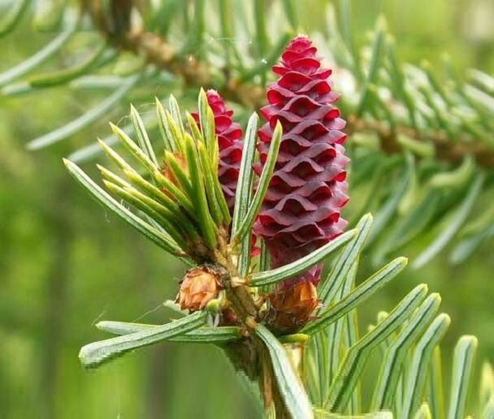 Ялина сербська Голден Рейн. (Picea Omorika Golden Rain) C20, вис. 120см+ CS2123 фото