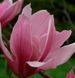 Магнолия гибридная Спектрум. (Magnolia soulangeana Spectrum) С7,5 CS2876 фото 2