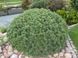 Сосна горная Мопс (Pinus mugo Mops) С10 CS2323 фото 3
