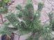Сосна (лат. Pinus uncinata, или пиренейская сосна) С3 V58177 фото 3