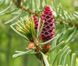 Ялина сербська Голден Рейн. (Picea Omorika Golden Rain) C20, вис. 120см+ CS2123 фото 5