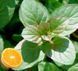 Мята апельсиновая. (Mentha piperita Granada) Р9 CS1746 фото 3
