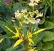 Лабазник ряболистий. (Filipendula ulmaria 'Variegata') CS1846 фото 2