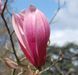 Магнолия гибридная Спектрум. (Magnolia soulangeana Spectrum) С7,5 CS2876 фото 1
