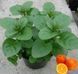 Мята апельсиновая. (Mentha piperita Granada) Р9 CS1746 фото 1