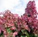 Гортензия метельчатая Мега Минди. (Hydrangea paniculata Mega Mindy) С3 CS2676 фото 3