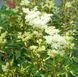 Лабазник ряболистий. (Filipendula ulmaria 'Variegata') CS1846 фото 3