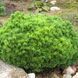 Сосна горная Мопс (Pinus mugo Mops) С10 CS2323 фото 1