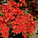 Рододендрон (азалія японська) Гейша Оранж (Rhododendron obtusum Geisha Orange), C3 V10107 фото 2