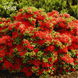 Рододендрон (азалія японська) Гейша Оранж (Rhododendron obtusum Geisha Orange), C3 V10107 фото 3