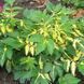Лабазник ряболистий. (Filipendula ulmaria 'Variegata') CS1846 фото 1