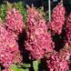 Гортензия метельчатая Мега Минди. (Hydrangea paniculata Mega Mindy) С3 CS2676 фото 1