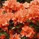 Рододендрон (азалія японська) Гейша Оранж (Rhododendron obtusum Geisha Orange), C3 V10107 фото 1