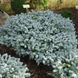 Пихта &ndash; Abies koreana Kohouts Ice Breaker C5 D40 H25 V120614 фото 1