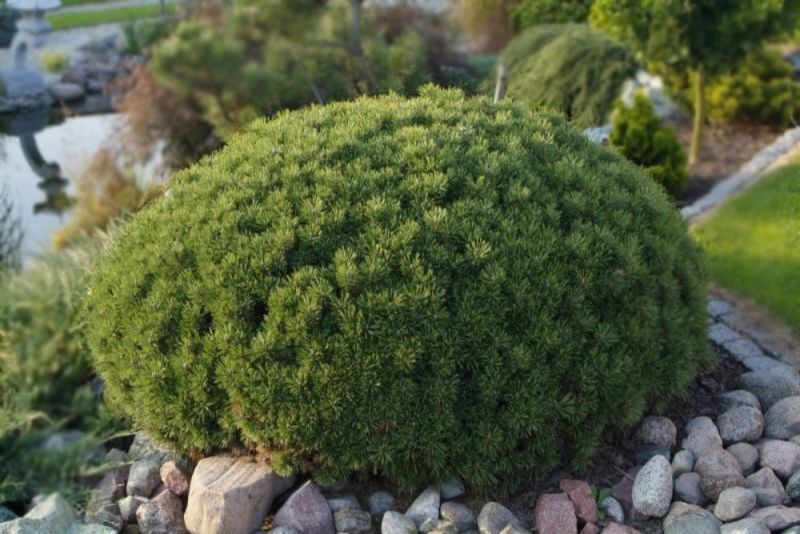Сосна горная Мопс (Pinus mugo Mops) С10 CS2323 фото