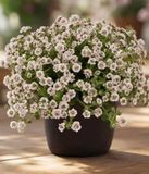 Гипсофила метельчатая &laquo;Плена Вайт&raquo; / Gypsophila paniculata Plena White Р9 V70235 фото