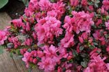 Азалия японская &laquo;Рококо&raquo; (Rhododendron obtusum 'Rokoko')