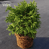 Туя західна &ndash; Thuja occidentalis Green Bubble (діаметр D 15-20 см, горщик 3л) R6145 фото