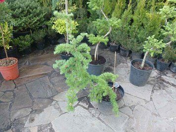 Модрина японская / Larix kaempferi Diana, С7,5 000N1007 фото