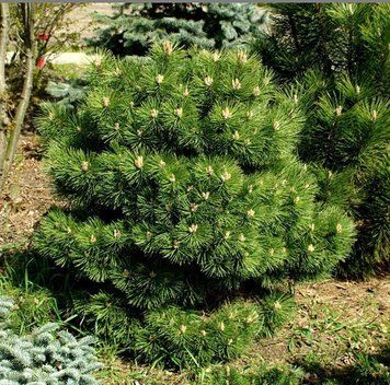 Сосна черная Хорнибрукиана. (Pinus nigra 'Hornibrookiana') С15 CS2374 фото