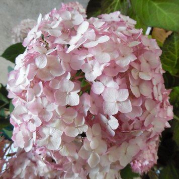 Гортензия древовидная Кендибелле Лоллипоп/Баблгам. (Hydrangea arborescens Candybelle/Bubblegum) С7,5 CS2777 фото