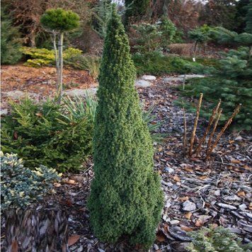 Ель канадская Лаурин. (Picea glauca Laurin) С5 CS2074 фото