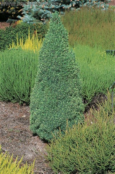 Ель канадская Лаурин. (Picea glauca Laurin) С5 CS2074 фото