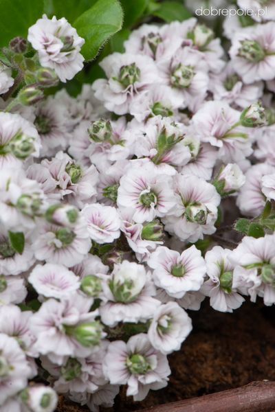 Гіпсофіла волотиста Плена Вайт. Gypsophila paniculata Plena White Р9 V70235 фото