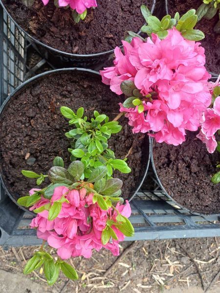 Азалія японська &laquo;Рококо&raquo; (Rhododendron obtusum 'Rokoko')
