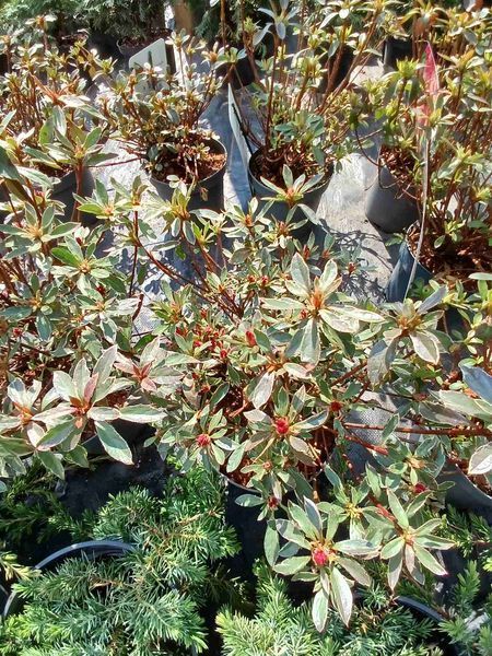 Рододендрон Hot Shot Variegata с красочной пестрой листвой &mdash; контейнер С3