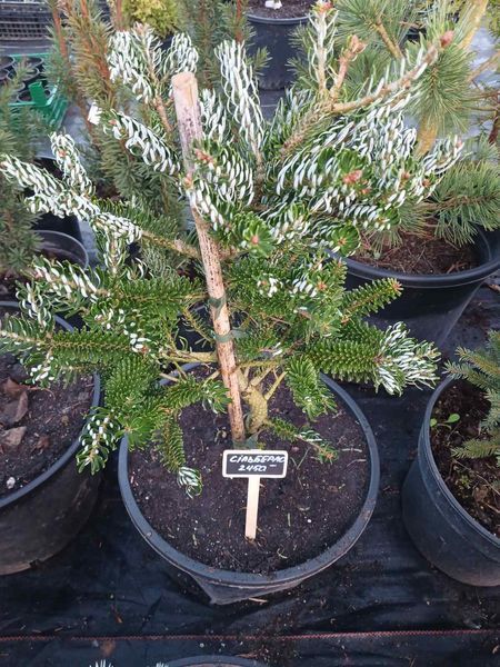 Пихта корейская Сильберлок Abies koreana silberlocke С3 высота 40-45cm