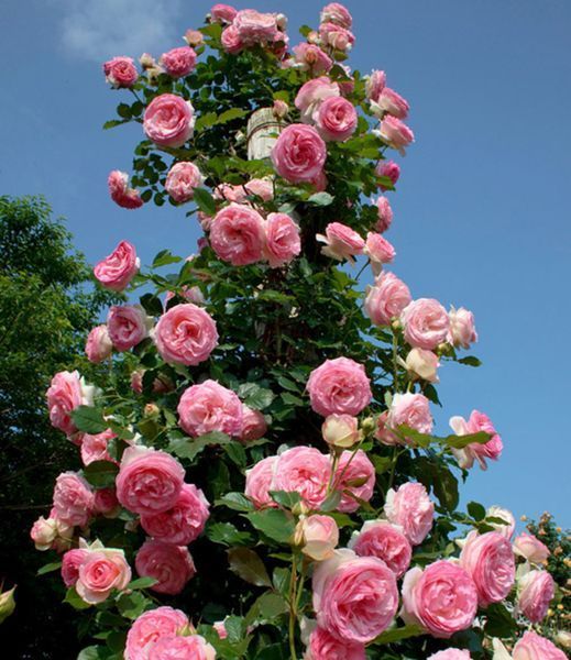 Роза &laquo;Пьер-де-Ронсар&raquo; (Eden Rose). (Pierre De Ronsard (Eden Rose)) Шраб в горшке 4 л