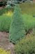 Ель канадская Лаурин. (Picea glauca Laurin) С5 CS2074 фото 2