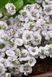Гіпсофіла волотиста Плена Вайт. Gypsophila paniculata Plena White Р9 V70235 фото 3
