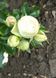 V10128 фото 2
