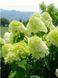 Гортензия метельчатая &laquo;Лаймлайт&raquo; (Hydrangea paniculata Limelight) С10, 5-летняя V66487 фото 1