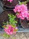Азалія японська &laquo;Рококо&raquo; (Rhododendron obtusum 'Rokoko') V10108 фото 3