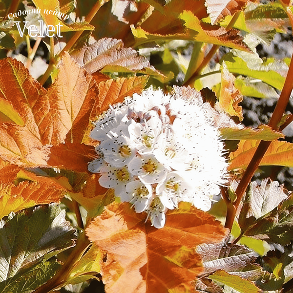 Пухироплідник калинолистий Amber Jubilee (Амбер Джубілі) С5 V10036 фото