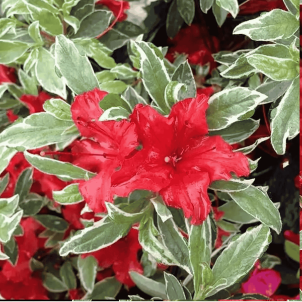 Рододендрон Hot Shot Variegata с красочной пестрой листвой &mdash; контейнер С3