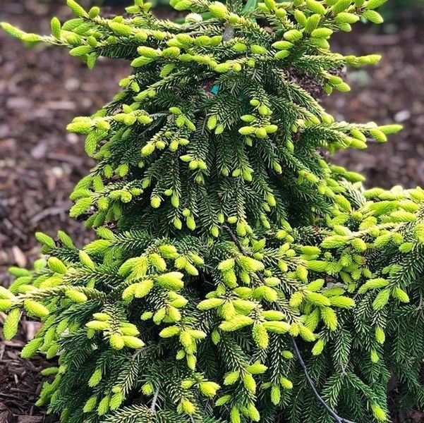 Ель восточная Скайлендс. (Picea orientalis Skylands) С20, выс 120+см CS2124 фото