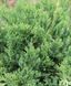 Ялівець козацький Рокері Джем. (Juniperus sabina Rockery Gem) С3 CS2224 фото 4
