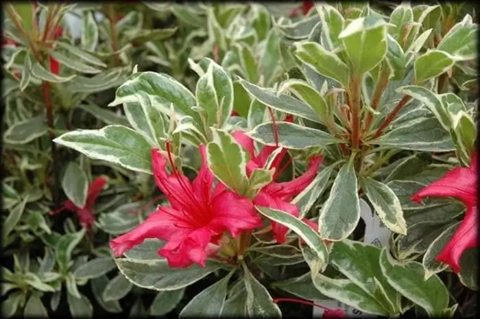 Рододендрон Hot Shot Variegata с красочной пестрой листвой &mdash; контейнер С3