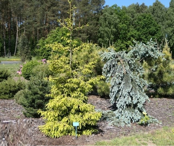Ель восточная Скайлендс. (Picea orientalis Skylands) С20, выс 120+см CS2124 фото