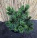 Сосна черная Хорнибрукиана. (Pinus nigra 'Hornibrookiana') С15 CS2374 фото 2