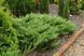 Ялівець козацький Рокері Джем. (Juniperus sabina Rockery Gem) С3 CS2224 фото 3