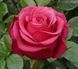 Троянда Черрі О. (Cherry O) Ч/Г CS1097 фото 2