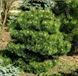 Сосна черная Хорнибрукиана. (Pinus nigra 'Hornibrookiana') С15 CS2374 фото 1
