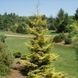 Ель восточная Скайлендс. (Picea orientalis Skylands) С20, выс 120+см CS2124 фото 1